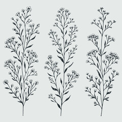 Hand drawn wild flowers Botanical drawing. line art grasses, stems illustration. Black and White Meadow herbs. Herbaceous blooming plants. Set of outline doodle floral sketch Leaves