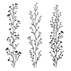 Hand drawn wild flowers Botanical drawing. line art grasses, stems illustration. Black and White Meadow herbs. Herbaceous blooming plants. Set of outline doodle floral sketch Leaves