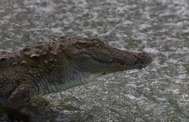 Crocodile in the water with its head up and resting, stalking for prey and fish near spill dam;...