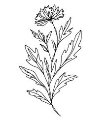 Line art grasses, stems illustration. Black and White Meadow herbs. Herbaceous blooming plants. Set of outline doodle floral sketch Leaves. Hand drawn wild flowers Botanical drawing