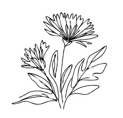 Line art grasses, stems illustration. Black and White Meadow herbs. Herbaceous blooming plants. Set of outline doodle floral sketch Leaves. Hand drawn wild flowers Botanical drawing