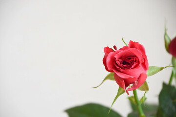 赤い薔薇