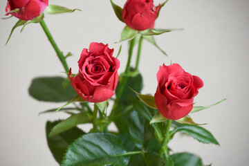 赤い薔薇