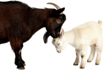Adorable brown goat and white kid gentle touching heads pet farm cute kids on transparent background