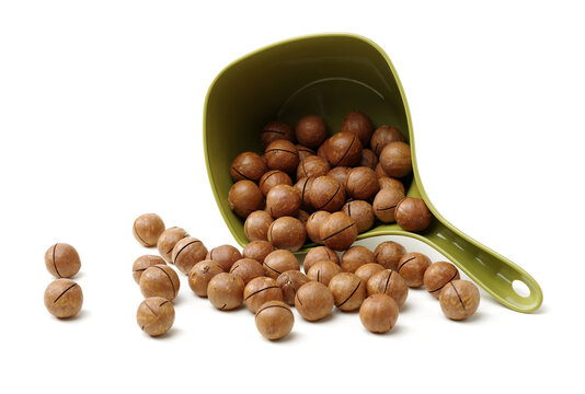 Shelled and unshelled macadamia nuts on white background