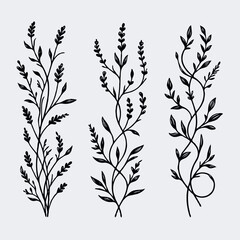Fototapeta premium Hand drawn wild flowers Botanical drawing. line art grasses, stems illustration. Black and White Meadow herbs. Herbaceous blooming plants. Set of outline doodle floral sketch Leaves 