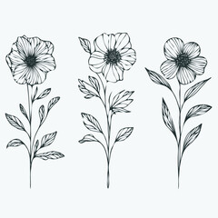 Hand drawn wild flowers Botanical drawing. line art grasses, stems illustration. Black and White Meadow herbs. Herbaceous blooming plants. Set of outline doodle floral sketch poppies, hellebore