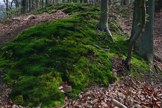 Satte Moosfl&auml;che im Buchenwald Dammelsberg im Fr&uuml;hjahr