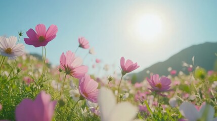 Naklejka premium Pink and white cosmos field