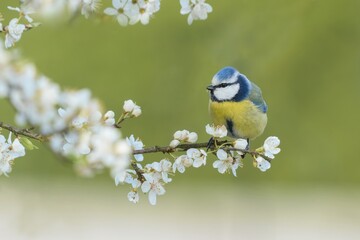 A cute blue tit sits on blooming tree. Wildlife scene with a cute blue tit. Cyanistes caeruleus.
