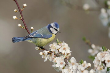 A cute blue tit sits on a blooming tree. Wildlife scene with a cute blue tit. Cyanistes caeruleus.