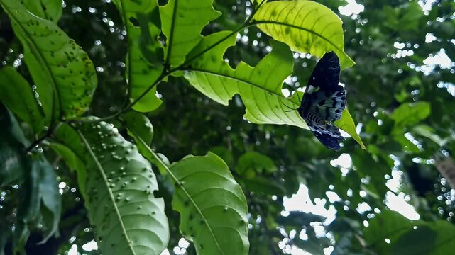 A low angle video of Dysphania percota,blue tiger moth,Papilio polymnestor butterfly under leaf