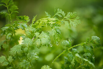 Coriander green leaves and water drop on natural background.