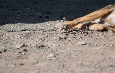 chained animal legs. Chained dog lying lifeless on the dusty ground. Animal abuse.