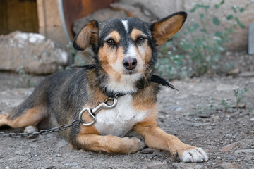 Sad-looking dog chained in the backyard in a sorry state. Animal rights.