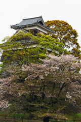 Naklejka premium Kumamoto Castle, exterior view, Kumamoto city, Chuo-ku, Kyushu island region, Japan, spring landscape view and blooming sakura cherry blossom, Kumamoto prefecture, travel to Japan, Japanese castle