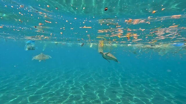 A pair of sea turtles swimming in ocean with layers of plastic trash rubbish floating on surface of water