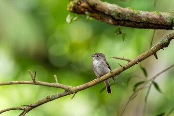Dark sided flycatcher
