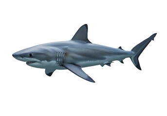 Fototapeta premium Great White Shark Swimming on Isolated White Background
