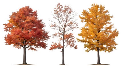 Autumn Pin Oak Trees Isolated on Transparent Background – Quercus Palustris Cutout PNG Set

