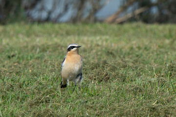 Traquet motteux,.Oenanthe oenanthe, Northern Wheatear
