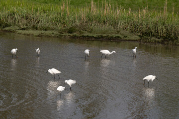 Aigrette garzette, Egretta garzetta, Little Egret, Rivière La Saire, Réville, 50, Manche, France