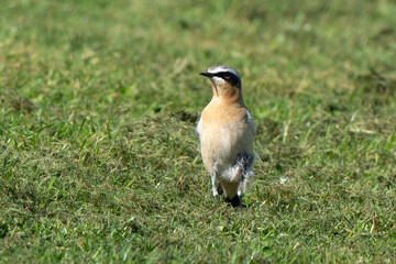 Traquet motteux,.Oenanthe oenanthe, Northern Wheatear
