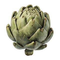 Closeup detailed green artichoke vegetable studio shot isolated background on transparent background