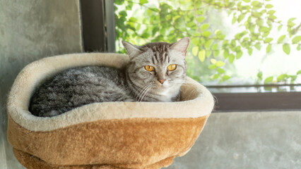 Gray striped cat lying in the room.