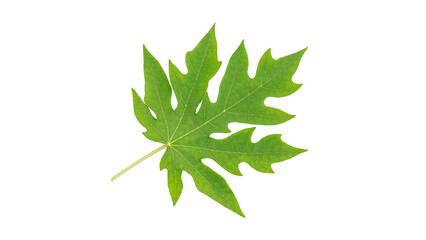 Green papaya leaf on a white background.