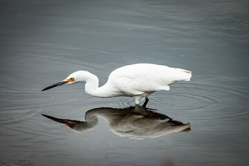 Great Egret on the Water