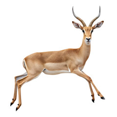 Fototapeta premium A graceful gazelle leaping elegantly, showcasing its slender physique and distinctive curved horns.