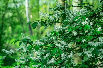  Flowering of white fragrant bird cherry in spring.