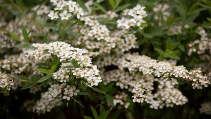 snowmound spiraea white flower plant close up