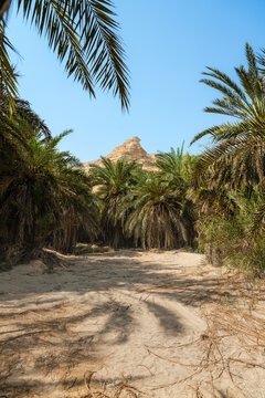 Oase mit Palmen und Felsenformation in der W&uuml;ste wadi sinaq