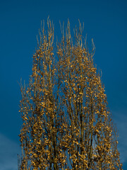 Oak with residual leaves on clear blue sky background