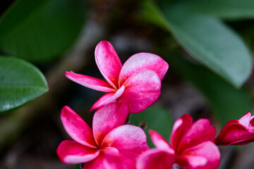 Close-up view of pink Frangipani flower blooming on branch