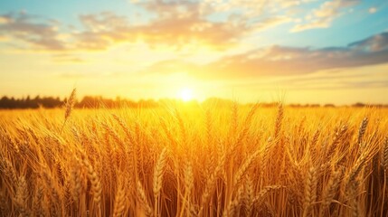 Fototapeta premium Golden wheat field at sunset beautiful summer landscape sky farm warm ripe food view calm rural light