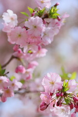 淡いピンクの思川桜のクローズアップ