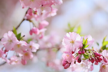 Obraz premium 淡いピンクの思川桜のクローズアップ