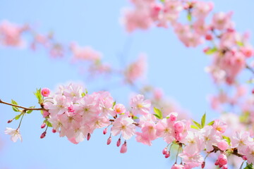 Obraz premium 淡いピンクの思川桜 青空背景