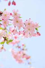 淡いピンクの思川桜のクローズアップ　青空背景