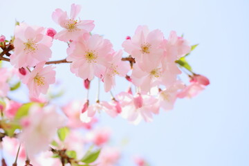 淡いピンクの思川桜のクローズアップ　青空背景