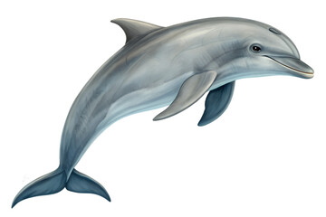 Fototapeta premium grey doplhin isolated. PNG transparency