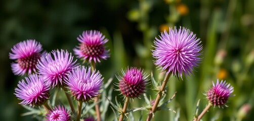 Obraz premium A vibrant bouquet of purple thistles, spiky and majestic, purple flower, field