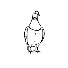 vector illustration of a pigeon 