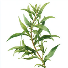 Fototapeta premium Tarragon herb botanical illustration, fresh green tarragon sprig on white background, aromatic culinary herb plant
