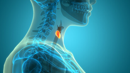 Human Body Glands Thyroid Gland Anatomy