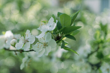 Photograph of delicate white  cherry blossoms captured in full bloom during spring.