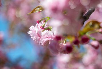 Photograph of delicate white and pink cherry blossoms captured in full bloom during spring.